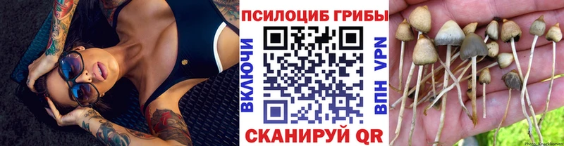 как найти наркотики  Тутаев  Псилоцибиновые грибы Psilocybe 